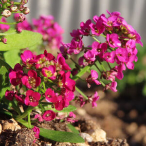 アリッサムの甘く香る小花を撮影した花写真