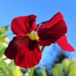 ビオラ・パンジーのもの思いの花を撮影した花写真