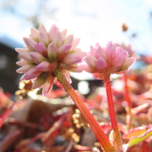 朝日を受けて咲くヒメツルソバの花を接写した写真。赤い茎に淡いピンクの花が2輪並び、背景が柔らかく光る。