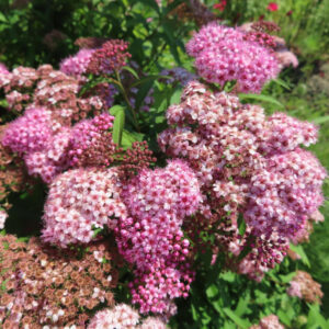 濃いピンクから淡いピンクまで色の濃淡が異なるシモツケの花房が群生する写真｜枯れ色の花房も混在する初夏の株姿