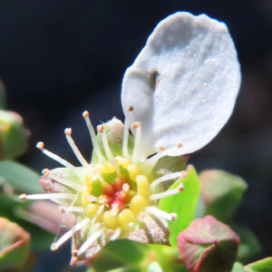 ユキヤナギの雪のような白い小花を撮影した花写真