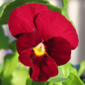 ビオラ・パンジーのもの思いの花を撮影した花写真