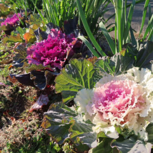 花壇に植えられたピンクと白のハボタン（葉牡丹）が連なる様子を斜め構図で写した写真、フリル状の葉と冬の庭の彩りが分かる風景