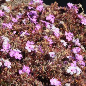 シバザクラの芝のように広がる春の花じゅうたんを撮影した花写真