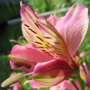 朝日を受けて咲くピンク色のアルストロメリアのクローズアップ写真。花びらの黄色い斑点模様と赤いストライプが鮮明に写る