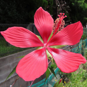 モミジアオイの赤い大輪の花が咲く様子のクローズアップ写真｜夏の庭
