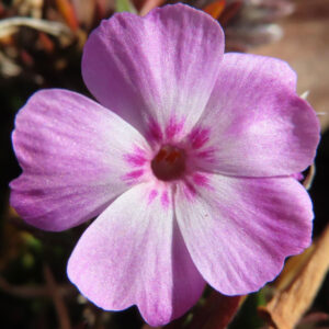 シバザクラの芝のように広がる春の花じゅうたんを撮影した花写真