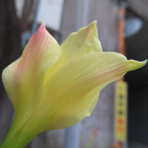 背面から撮影したキバナタマスダレの花のマクロ写真｜淡い黄色と先端の紅色が美しい春の花