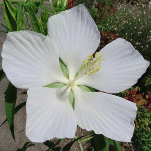 純白のモミジアオイの大輪の花｜黄色い花粉が際立つ清楚な夏の花のクローズアップ