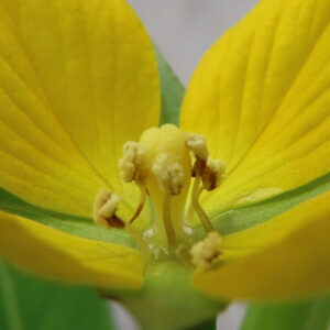 ヒレタゴボウの花の中心部を極近接で撮影した写真｜淡黄色の雌しべと細い花柱、周囲に配置された白黄色の雄しべと花粉、黄色い花弁の質感まで分かる野草のマクロ撮影