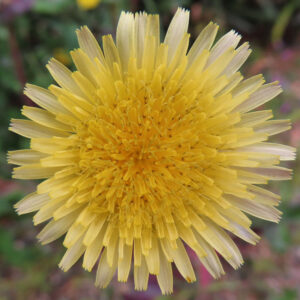 ノゲシのタンポポ似の黄花を撮影した花写真