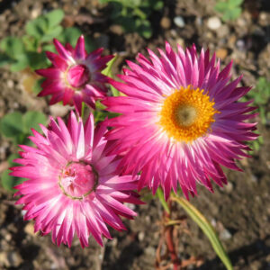 ムギワラギクの帝王貝細工を撮影した花写真