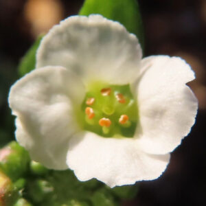 アリッサムの甘く香る小花を撮影した花写真