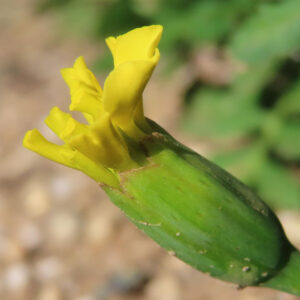 黄色い花びらが開き始めたマリーゴールドの蕾のクローズアップ写真｜初々しい開花の瞬間