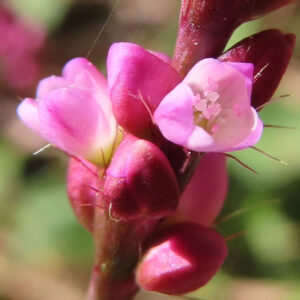 イヌタデの花をマクロで捉えた写真。赤みを帯びた茎に小さなピンク色の花が密集して咲き、開花した花の内部の雄しべやつぼみの質感まで分かる自然光の接写構図。