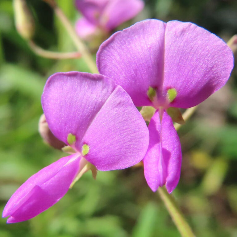 アレチヌスビトハギの花写真