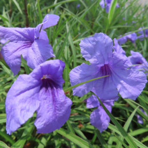 緑の葉に囲まれて咲くヤナギバルイラソウの紫色の花々