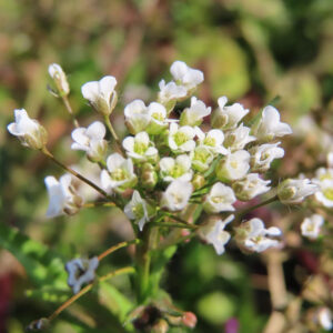 ナズナの白い小花を撮影した花写真