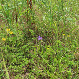 草地に咲くヒナキキョウソウを広角で撮影した写真｜緑の草むらの中で紫色の小花がひときわ目立つ野草の生育風景