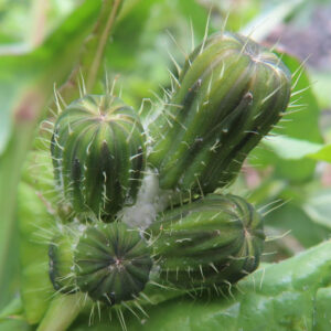 ノゲシのタンポポ似の黄花を撮影した花写真