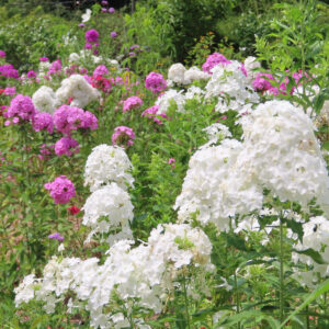 白とピンクのフロックスの花畑が広がる夏の庭の写真、爽やかな緑の中に咲く花々