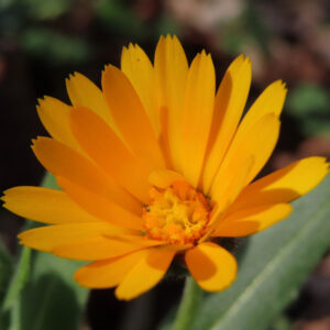 ヒメキンセンカの冬知らずの橙花を撮影した花写真