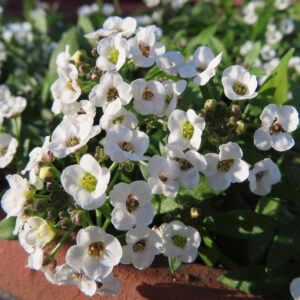 アリッサムの甘く香る小花を撮影した花写真
