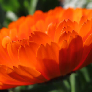 キンセンカの金盞花を撮影した花写真