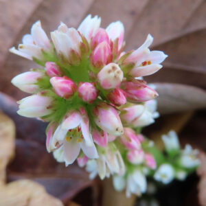 落ち葉の上で白とピンクの小花を咲かせるヒマツリの多肉植物クローズアップ写真