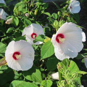 緑の葉に囲まれて咲く複数のアメリカフヨウの白い花の写真
