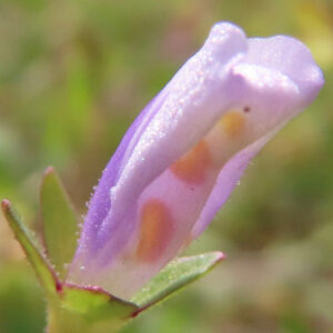 トキワハゼの側面からの接写写真｜細長い紫色の花筒と淡い斑点模様、萼と葉の質感がわかるマクロ撮影