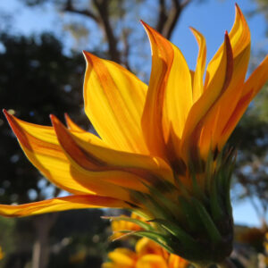 逆光に輝く黄橙色のガザニアの花びらを横から捉えた接写写真