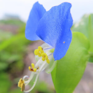 ツユクサの青い花を正面にクローズアップ撮影した写真｜黄色い雄しべが映える夏の野草