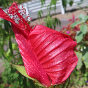 開きかけの真紅のモミジアオイの花びらをクローズアップ｜光沢のある質感としべが見える夏の花