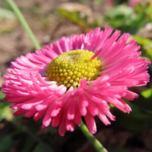 デイジーの太陽の目と呼ばれた花を撮影した花写真