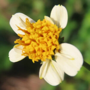 コシロノセンダングサの花を正面から捉えたマクロ写真｜白い舌状花が放射状に開き、中央に黄色い筒状花が密集する花芯をクローズアップした自然光の接写構図