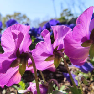 ビオラ・パンジーのもの思いの花を撮影した花写真