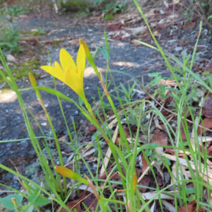地面から伸びたキバナタマスダレが咲く様子を撮影した写真｜蕾と開花した花が混在する野草の風景