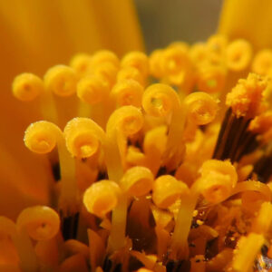 キクイモの菊に似た黄花を撮影した花写真