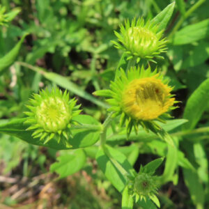 つぼみと開花初期のオグルマが並ぶ自然環境での接写写真
