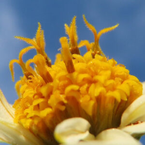 コシロノセンダングサの花芯を極近接で撮影したマクロ写真｜黄色い筒状花と立ち上がる雄しべの質感が分かるアップ構図、青空を背景にした自然光の接写