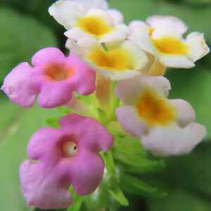ランタナの小花が集まって咲く様子をマクロで捉えた写真。淡いピンク色の花と中心が黄色い白い花が混ざり合い、柔らかな背景ボケの中で立体的に配置された自然な構図。