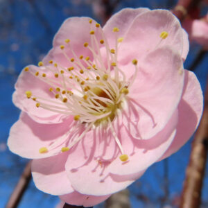 ウメの早春に香る梅を撮影した花写真