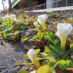 フヨウカタバミの大きな五弁花を撮影した花写真