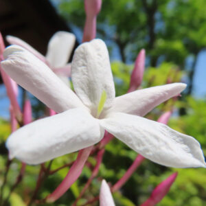 背景に木漏れ日を受けて咲くハゴロモジャスミンの清楚な花