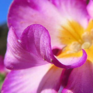 プリムラの春を告げる花を撮影した花写真