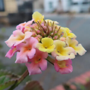 ランタナの花房を横からマクロで捉えた写真。淡いピンクと黄色の筒状の小花が密集して咲き、中央には赤みを帯びたつぼみと萼が立ち上がり、背景は街並みがやわらかくボケている。