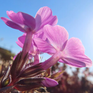 シバザクラの芝のように広がる春の花じゅうたんを撮影した花写真