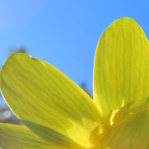 ヒメリュウキンカの黄金色の春花を撮るポイントを撮影した花写真