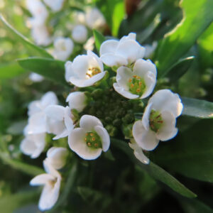 アリッサムの甘く香る小花を撮影した花写真